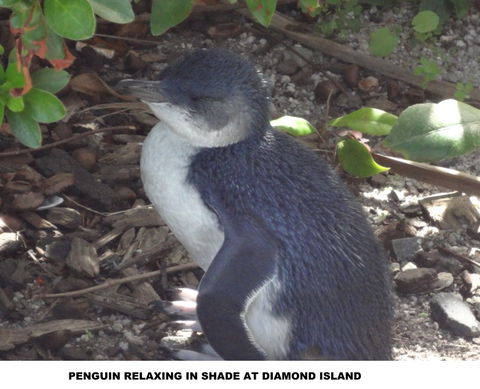 Diamond Island Resort - Accommodation VIC 2