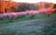 Taralee Orchards - thumb 3
