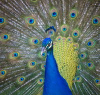 Willunga Peacock Farm Bed and Breakfast - Accommodation VIC