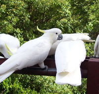 Lorikeet Lane BB - Accommodation VIC