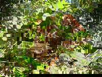 Rivers Edge Rainforest Retreat - Accommodation VIC 0