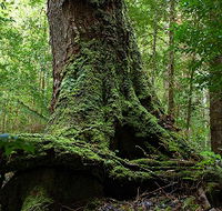 Land of the Giants Caravan Park - Accommodation VIC