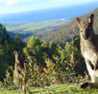 Rainbow Retreat Wilderness Eco Cabins - Accommodation VIC