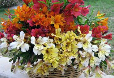 Huon Valley Bed And Breakfast - Accommodation VIC 3