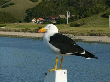 Rocky Glen Retreat By The Beach - Accommodation VIC 1