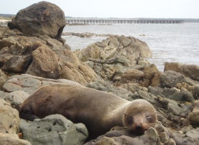 Rocky Glen Retreat By The Beach - Accommodation VIC 2