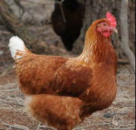 Avonmore Estate Biodynamic Winery - Accommodation VIC