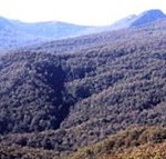 Callicoma Hill Eco-Cabins - Accommodation VIC