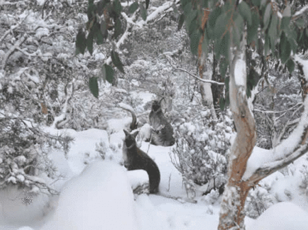 Blue Lake Lodge - Accommodation VIC 1