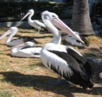 Christmas Cove Caravan Park - Accommodation VIC