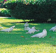 Aurora Kakadu - Accommodation VIC