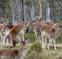 Lake Leake Chalet - Accommodation VIC