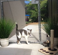 Caringbah Cat Hotel - Accommodation VIC