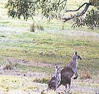Kangaroo Ridge Retreat - Accommodation VIC
