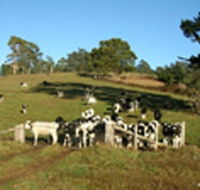 St Columba Cottage - Accommodation VIC