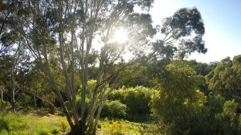 Springs Creek - Accommodation VIC 4