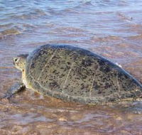 Mackerel Islands - Accommodation VIC