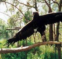 Curlew Hill Sanctuary - Accommodation VIC