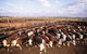 Bond Springs Outback Retreat - thumb 0