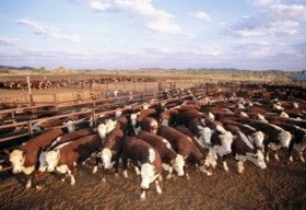 Bond Springs Outback Retreat - Accommodation VIC 0