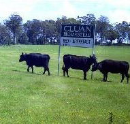 Cluan Homestead - Accommodation VIC