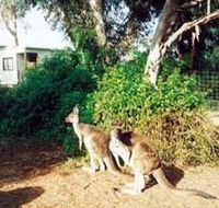 Avoca Dell Caravan Park - Accommodation VIC