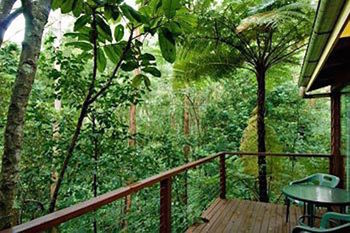 Kondalilla Eco Resort - Accommodation VIC 2