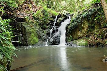 Kondalilla Eco Resort - Accommodation VIC 63