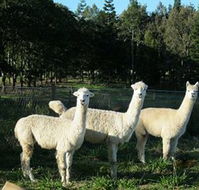Blackwattle Farm BampB and Farm Stay - Accommodation VIC