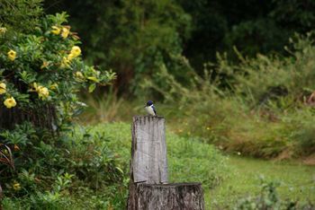 Kingfishers Manor @ Noosa - Accommodation VIC 32