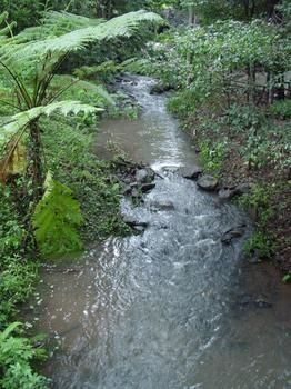 Treetops Accommodation Montville - Accommodation VIC 4