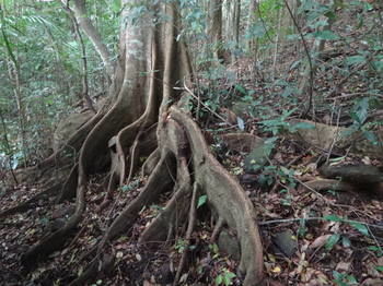 Treetops Accommodation Montville - Accommodation VIC 20