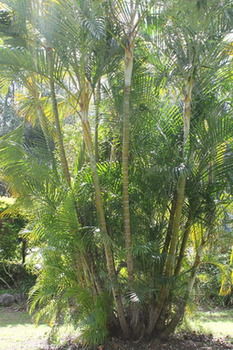 Buderim Fiesta Motel - Accommodation VIC 18