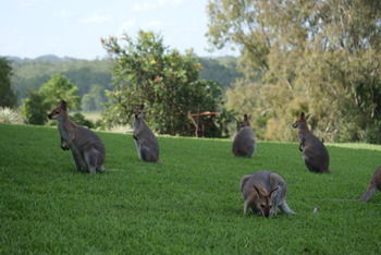 Mary Valley Views B + B - Accommodation VIC 10
