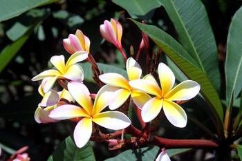 Phoenix Eumundi Bed & Breakfast - Accommodation VIC 13