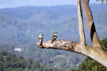 Phoenix Eumundi Bed & Breakfast - Accommodation VIC 18