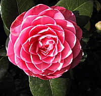 Cloverlea Gardens Bed and Breakfast - Accommodation VIC