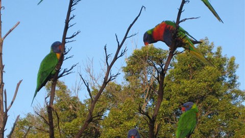 Captains Lodge International - Accommodation VIC 2