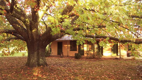 Delatite Station - Accommodation VIC 3