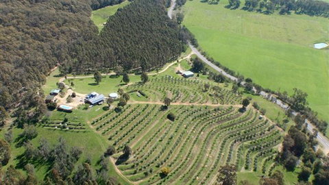 Karoonda Olive Grove Retreat At Mt Buffalo Olives - Accommodation VIC 2