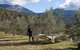 Karoonda Olive Grove Retreat At Mt Buffalo Olives - thumb 3