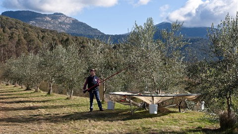 Karoonda Olive Grove Retreat At Mt Buffalo Olives - Accommodation VIC 3