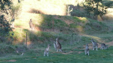 Karoonda Olive Grove Retreat At Mt Buffalo Olives - Accommodation VIC 6