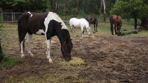 Buller Basecamp Retreat - Accommodation VIC 4