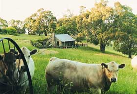 Adelaide Hills Country Cottages - Gum Tree Cottage - Accommodation VIC 1