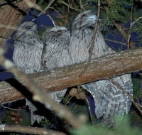 BIG4 Kelso Sands Holiday  Native Wildlife Park - Accommodation VIC