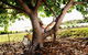 Calypso Holiday Park Yamba - thumb 1