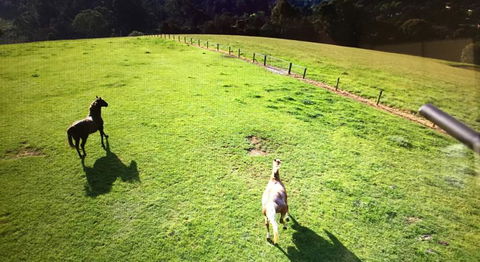 Farm Accommodation - Accommodation VIC 8