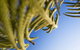 Crowne Plaza Terrigal - thumb 8