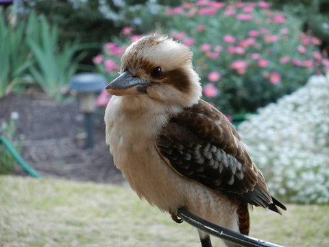 Glenbar Cottage - Accommodation VIC 0